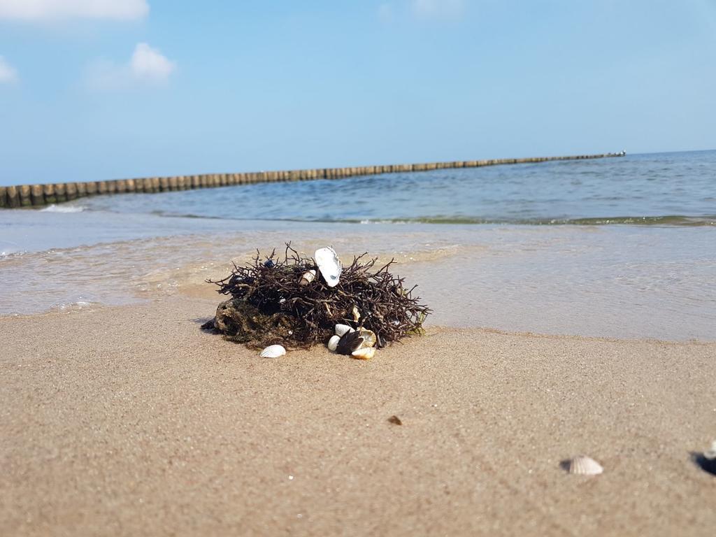 Ferienwohnung Strandwurzel زيمبين المظهر الخارجي الصورة